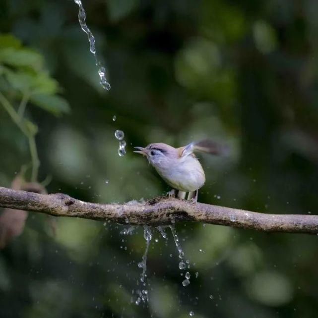  中国|高黎贡山 | 中国五星级观鸟胜地，你知道吗？
