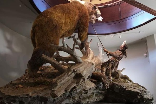  巨型短面熊|它是地球上最大的熊，站立起来高达5米，史前北美真正的北境之王