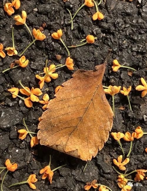 秋天|当桂花“遇见”美食,一顿桂花宴让你“吃掉”整个秋天!