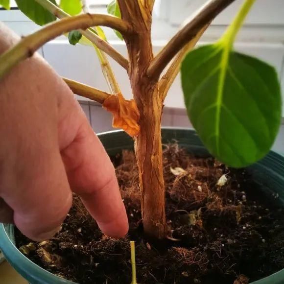 养成|最大的长寿老桩，7年时间，养成盆景！