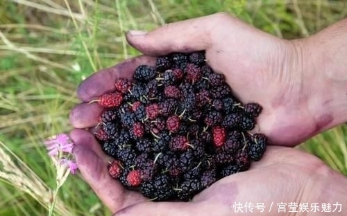 水果|桑葚泡水后掉色,还可以吃吗?恭喜:这种桑葚对身体更有利