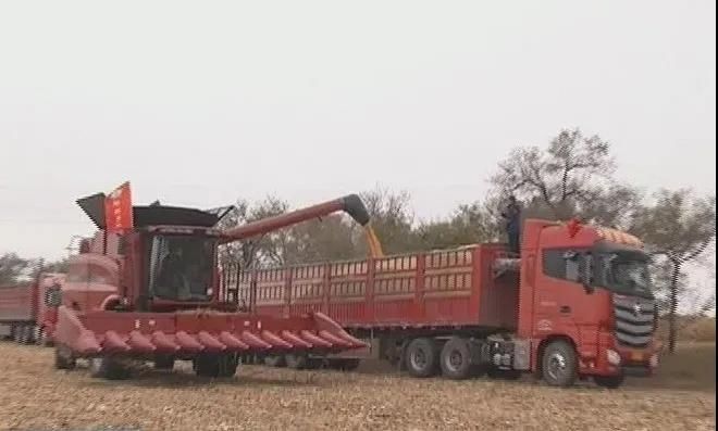 粮食|杜尔伯特县多措并举抢收秋粮 确保粮食颗粒归仓