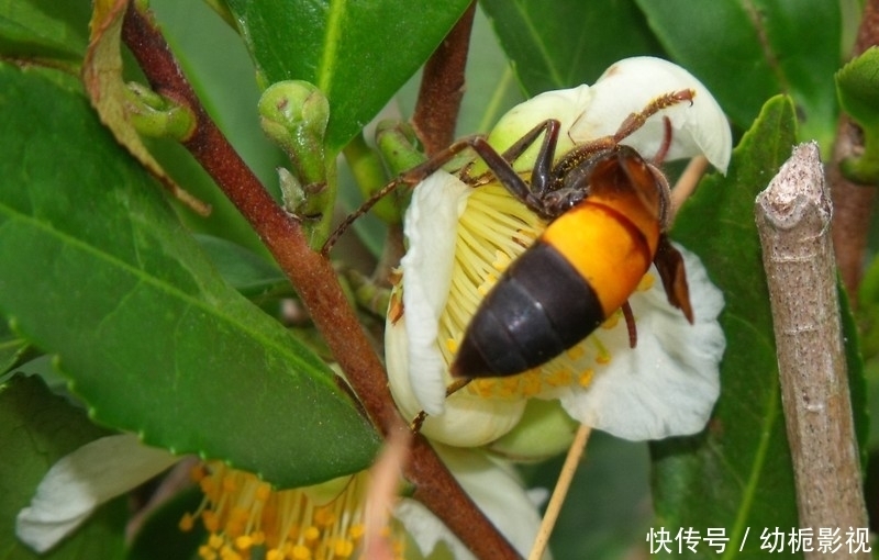 恐怖|又入侵6只,美国再现入侵大毒蜂,它的毒到底多“恐怖”?