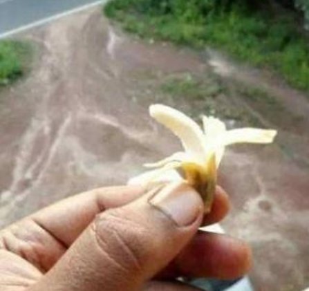 小孩子|这些“迷你版”的水果，是变异了吗就算小孩子吃都不够塞牙缝的