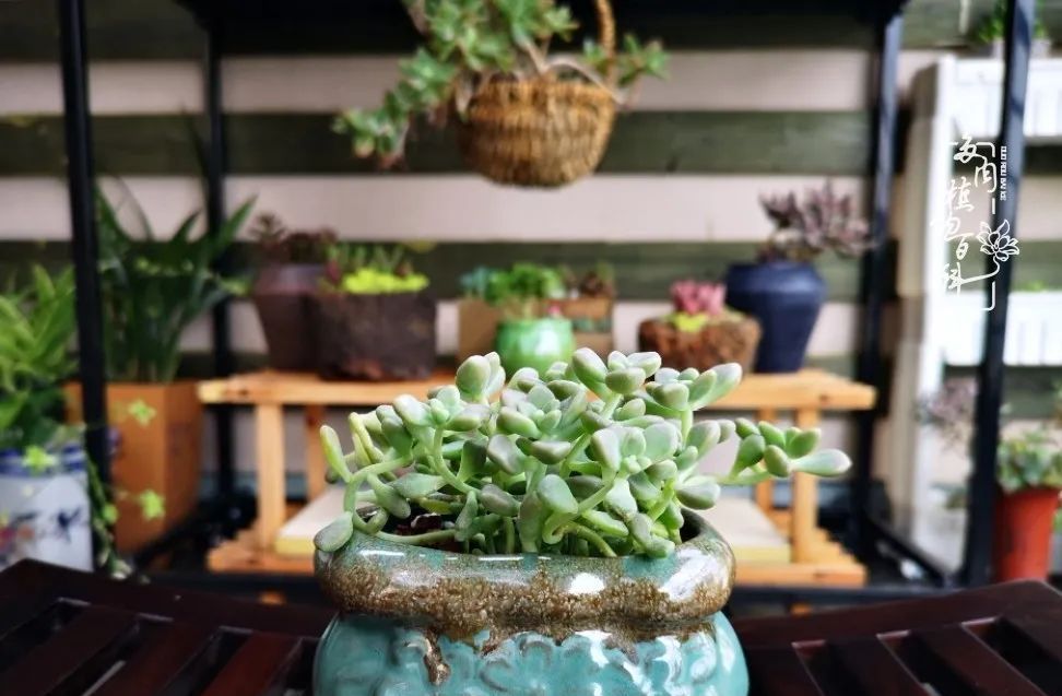  萌化|当粉粉的多肉捧在手心，我体验到了什么叫“萌化了心”