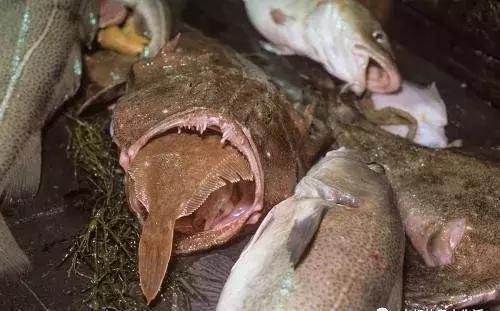 味道|鮟鱇鱼炖豆腐,鲜美的味道,但是你知道鮟鱇鱼啥样吗?