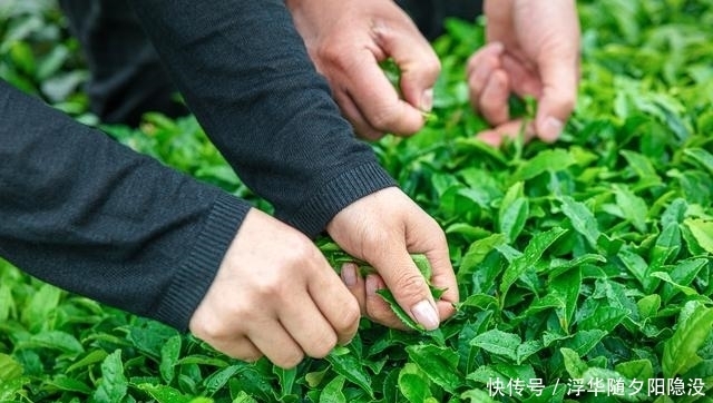 温暖|疫情下的温暖:哈弗搞“副业”,联合H9车主卖茶