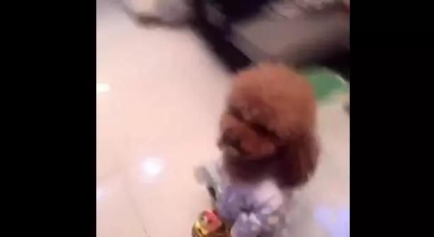  回家|主人回家晚了, 泰迪宝宝生气不理人, 最后让主人笑喷了