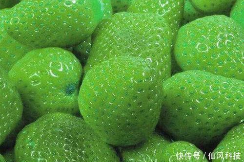 上榜|4种极其罕见的“绿色水果”,绿草莓上榜,见过2种以上我拜服