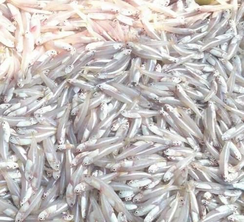 建议|建议中老年人少吃瓜子花生,多吃下面几物,好吃不贵又健康