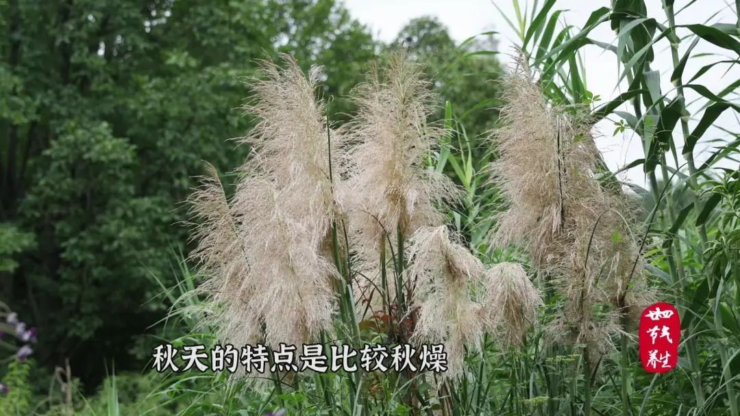 茯苓蒸桂鱼的功效与作用(今日处暑 推荐一道健脾和胃的养生药膳：杞参碎蒸桂鱼)