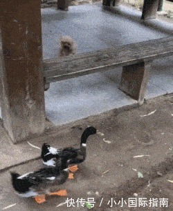 原则|房东能多没有原则?一张照片就妥协,不过是我也认了!哈哈哈