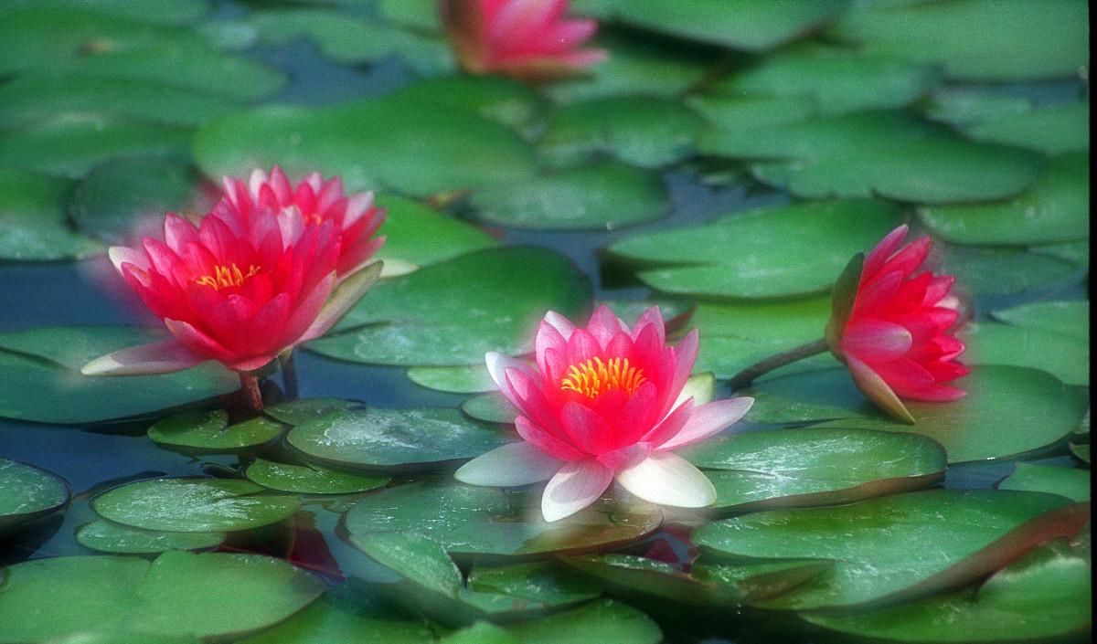  颜色|“回眸一笑百媚生，六宫粉黛无颜色”，“颜”字飞花令来了