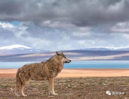  四川|四川女大学生黄雨蒙青海失联恐凶多吉少，建议搜寻范围扩大至西藏
