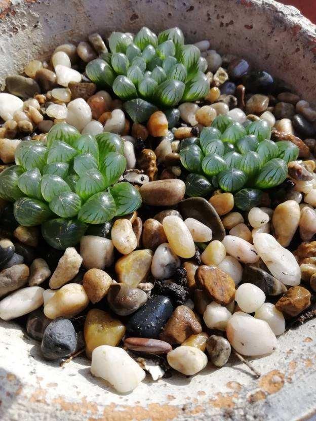  水晶|玉露灰扑扑，只要一个塑料瓶，立马变成“水晶玉露”