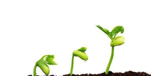  美容|小小桑葚干，秋后不用慌！美容安眠、身心舒畅健养起来