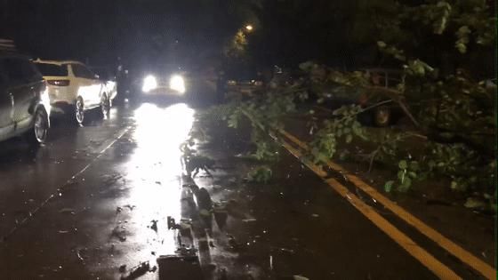  越野车|好紧要！淡水一棵大树凌晨被吹倒，这群开越野车的人去做了这件事....