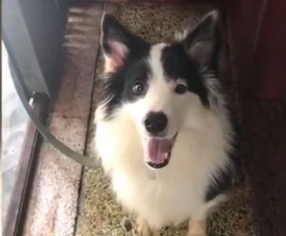  减肥手术|想减肥？养只狗吧！这只狗狗帮主人一年瘦了260多斤