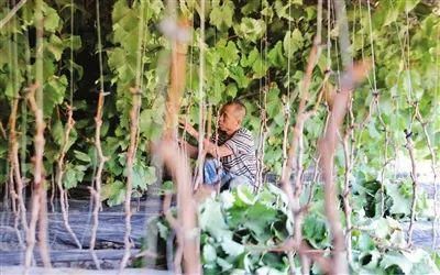 大棚|【走进我们的小康生活】栽满希望的葡萄大棚