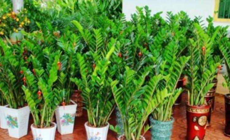 家里|3种花很耐养,家里养一盆,招财纳福好运来,日子越过越红火