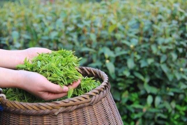 新茶|随着茶文化的普及，喝茶是喝新茶好还是陈茶好？