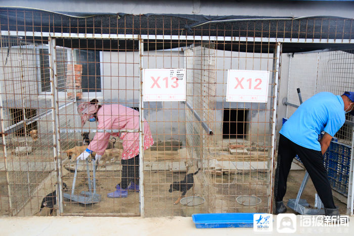  工作人员|被收容的犬只去了哪？探访东营市犬只收容救助留检所