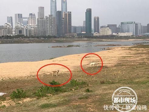  被迫|崩溃女子惨遭一群狗围攻，被迫逃入江中伤口触目惊心