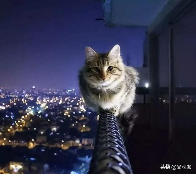 养猫|“云养猫”太费钱?6000多人被骗得血本无归