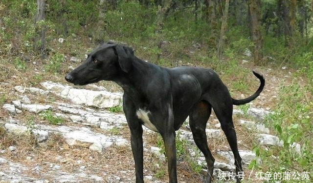 山东细犬|奇特的本土狗,不止有田园犬,藏獒和这几种比起来都不算什么