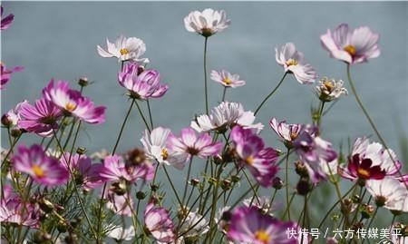 简直|简直不要太美!15亩格桑花点燃西华湿地