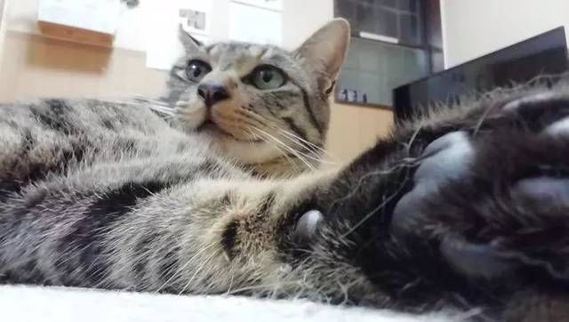  猫咪|只为开猫咪咖啡馆，女子日均开销不到15元，34岁前买下3栋楼！