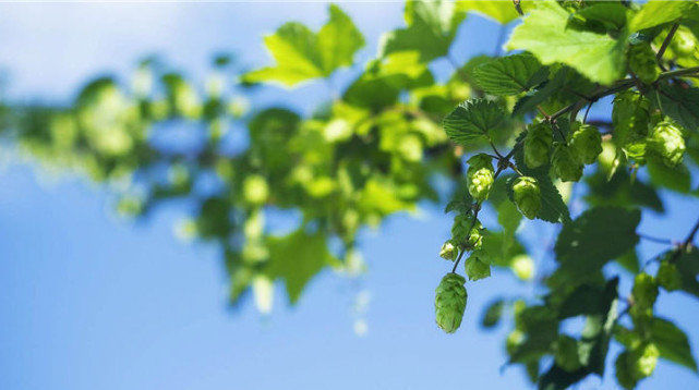 赚钱|下周开始能有好运缠身, 贵人指点, 生意顺顺利利, 赚钱增多的生肖