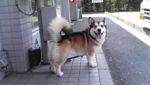 后代|柯基犬的“基因”有多强大？网友：永远都摆脱不了的小短腿！
