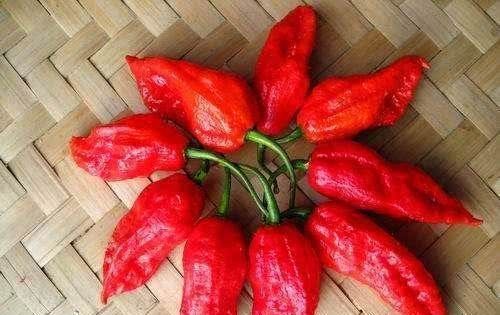 朝天椒|4种辣到极点的辣椒,朝天椒只能排最后一位,第一名辣到无法想象