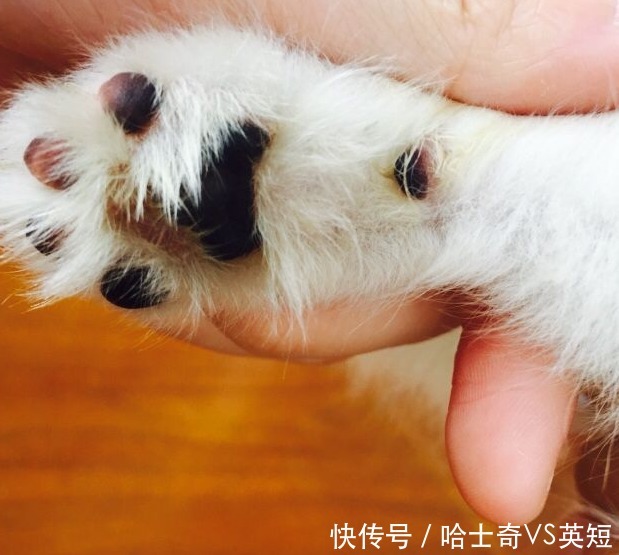 爪子|为什么狗狗爪子不让碰？肉垫的6个作用，看完默默缩回我的手