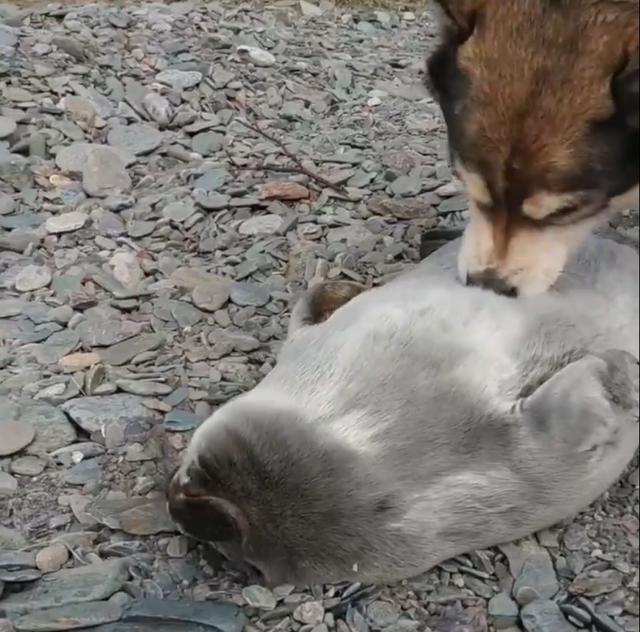 可爱|海豹宝宝闯进小村落,狗妈妈主动把它当孩子照顾!这组合太可爱了