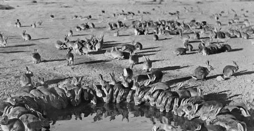  兔史|澳洲除兔史：还原野兔的发展过程，及控制“兔灾”的手段