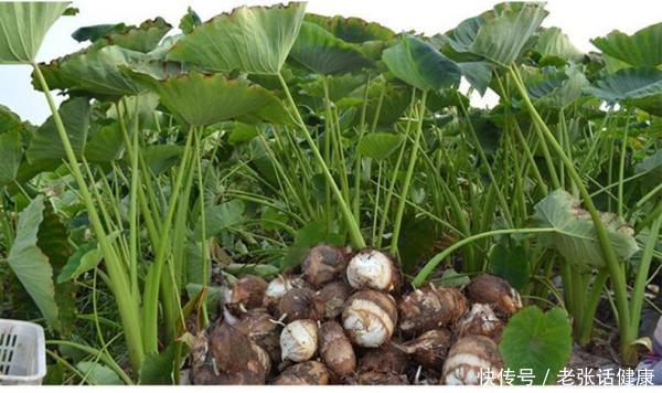 秋天提高免疫力的食谱(“秋天不补，冬天受苦”，建议多吃这5道菜，滋补营养增强免疫力)