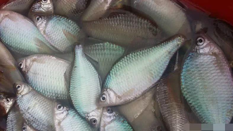 农村|农村十大野味,吃过一半的都是大神,第一名现在都吃不到了!