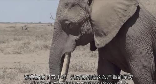  女王|为了躲避猎杀和寻找水源，女王带着族群，开启了逃亡之旅