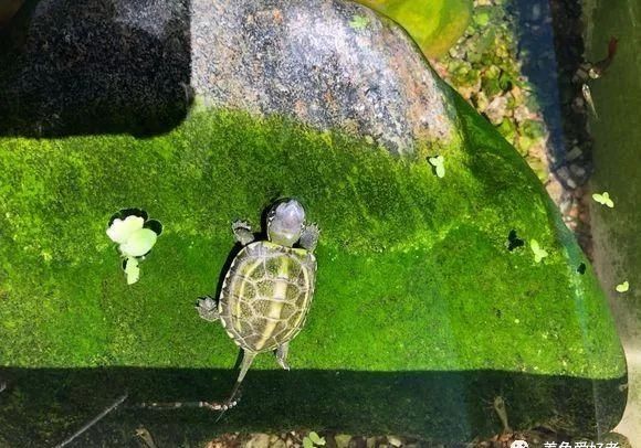 合格|快来看看，你是否可以成为一个合格的养龟人？