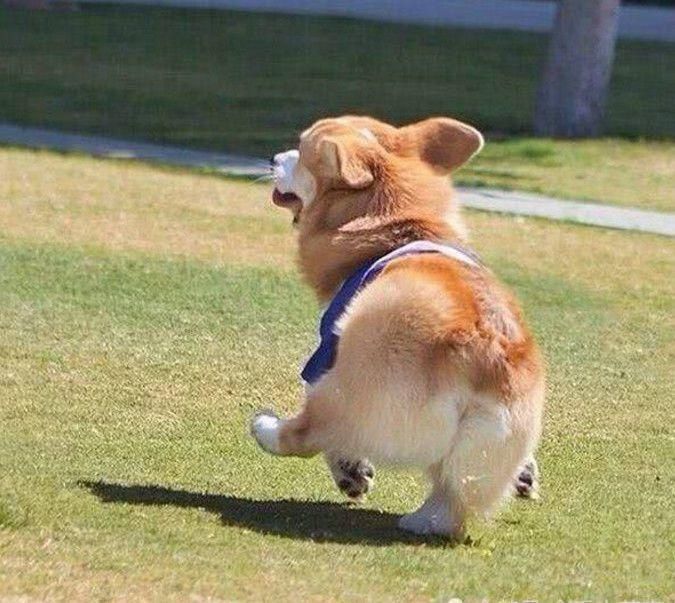 人养|国内8种超多人养的网红狗狗，你家狗狗在其中吗？容易养吗？