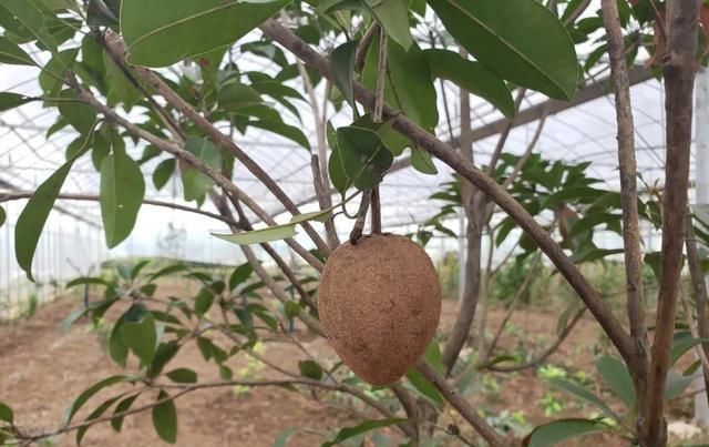  水果|鼓掌！多种热带水果在公安“安家”