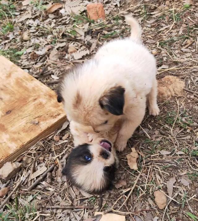  出场|记者深入调查：楚雄市被抓的流浪犬哪去了？