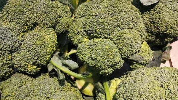  被誉为|被誉为“蔬菜皇冠”的西兰花，不能乱吃，4大禁忌还很多人不知