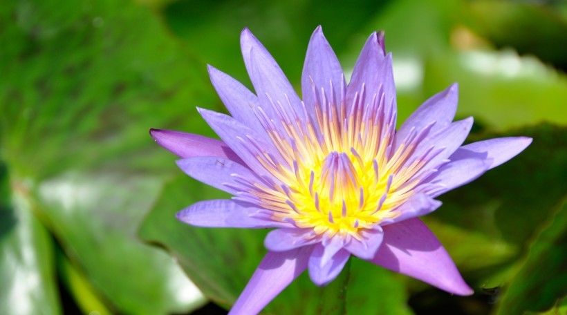  运势|8月开始运势一路走旺，财气进门，富贵荣华的四大属相