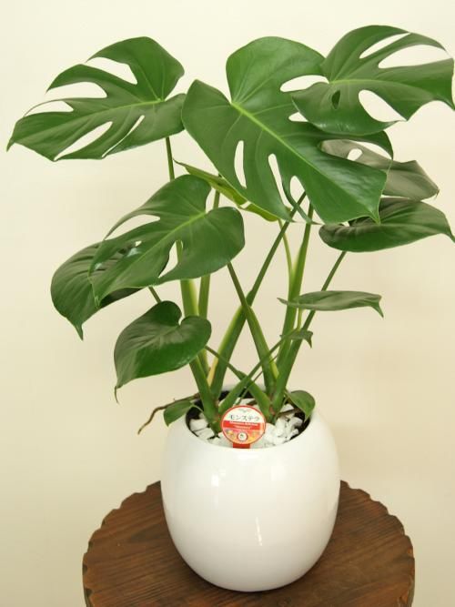  溶液|几种花用啤酒溶液擦一下，叶子油亮肥厚，越长越好！