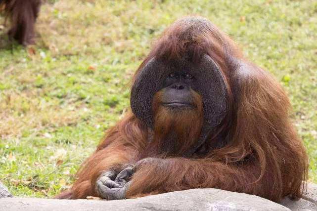  本科|还记得那只上本科的猩猩吗？试图成为真正的人，最后怎么样了？