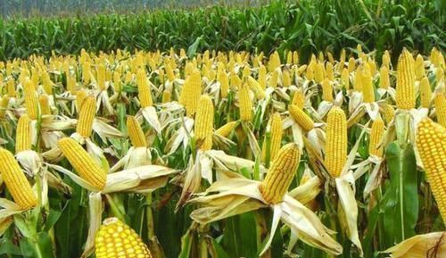 种植|入侵中国的外来物种,帮助中国多次渡过难关,如今家家户户都种植