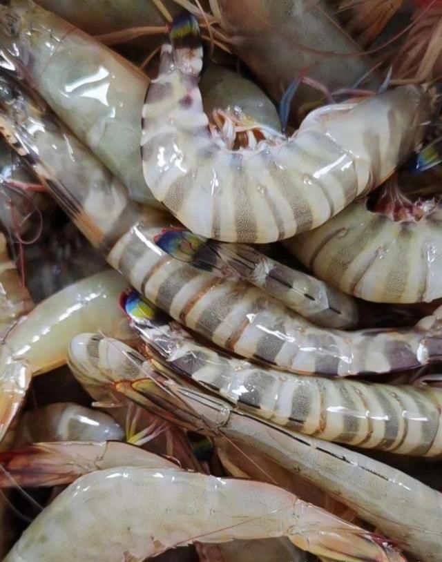  海鲜|开海了，立秋后海虾正肥，挑选时见有粗粗“虾线”，赶紧带它回家